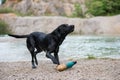 Black labrador retriever shaking off the water Royalty Free Stock Photo