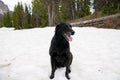 Black labrador retriever sits in a pile of snow during summer, at Brooks Lake in Wyoming