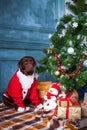 The black labrador retriever sitting with gifts on Christmas decorations background Royalty Free Stock Photo