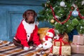 The black labrador retriever sitting with gifts on Christmas decorations background Royalty Free Stock Photo