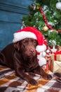 The black labrador retriever sitting with gifts on Christmas decorations background Royalty Free Stock Photo