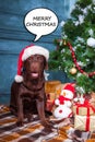 The black labrador retriever sitting with gifts on Christmas decorations background Royalty Free Stock Photo