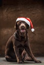 The black labrador retriever sitting with gifts on Christmas Santa hat Royalty Free Stock Photo