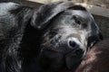 Black Labrador retriever. Sleeping dog. Black Labrador puppy. Royalty Free Stock Photo