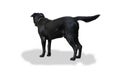 Dog labrador retriever standing on side views on white background. with clipping paths