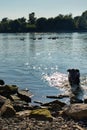 Black labrador retriever walking out of the Rhine river Royalty Free Stock Photo