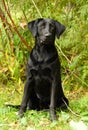 Black Labrador Retriever watching for a command to retrieve