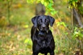 Black Labrador Retriever watching ready to be trained