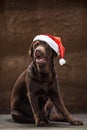 The black labrador retriever sitting with gifts on Christmas Santa hat Royalty Free Stock Photo