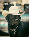 Black Labrador Retriever is wearing a white hat, glasses, and a cross key around its neck.