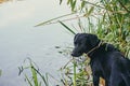 Black Labrador by the river in the reeds, evening