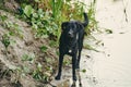 Black Labrador by the river in the reeds, evening