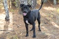 Black Labrador And Rottweiler Mix Dog On Leash