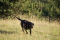 Black labrador running in a grassy field at daytime Royalty Free Stock Photo