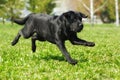 Black Labrador runs across the grass