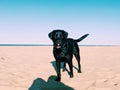 Black Labrador with sand on his nose so cute at the beach