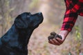 Black labrador while searching truffles