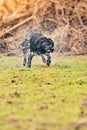 Black Labrador Shaking Down Royalty Free Stock Photo