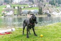 Black labrador shaking Royalty Free Stock Photo