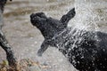Black Labrador shaking off water Royalty Free Stock Photo