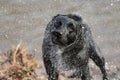 Black Labrador shaking off water Royalty Free Stock Photo