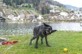 Black labrador shaking Royalty Free Stock Photo