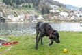 Black labrador shaking Royalty Free Stock Photo