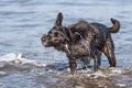 Black labrador shaking off water while standing in sea Royalty Free Stock Photo