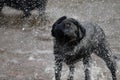 Black Labrador shaking water Royalty Free Stock Photo