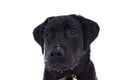 Black labrador on snow Royalty Free Stock Photo