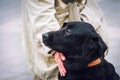 Black labrador stitting next to his owner. Love, loyalty and trust between men and dogs concept. Royalty Free Stock Photo