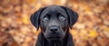 Black Labrador with striking blue eyes, autumn leaves in background. Intense gaze and shiny coat stand out, giving Royalty Free Stock Photo