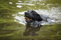 Black Labrador swimming in a lake with his ball Royalty Free Stock Photo