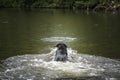 Black Labrador swimming in a lake to retrieve his ball Royalty Free Stock Photo
