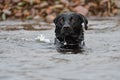 Black Labrador swimming in the water