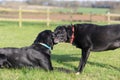 Black Labrador Royalty Free Stock Photo