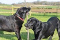 Black Labrador Royalty Free Stock Photo