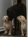 Black labrador and two yellow puppies Royalty Free Stock Photo