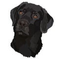 Black labrador. Vector illustration.Portrait of a dog. Royalty Free Stock Photo