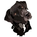 Black labrador vector.Portrait of a dog. Trend