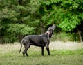 Black labrador walking at nature at summer