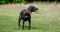 Black labrador walking at nature at summer