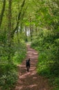 Black Labrador Walking Through Woods In Dappled Sunlight Royalty Free Stock Photo