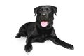 Black Labrador on a white background