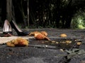 Black lacquered women shoes with heels in the street near the crushed mandarin