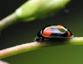 Black Ladybug . Royalty Free Stock Photo