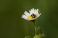 Black ladybug on daisy Royalty Free Stock Photo