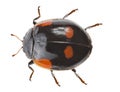 Black ladybug with orange spots on white Royalty Free Stock Photo