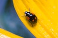 Black ladybug on the petal of a yellow flower. Soft focus, selected focus