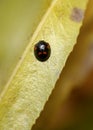 Black ladybug with red spots on a yellow autumn leaf on a burgundy background Royalty Free Stock Photo